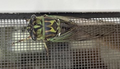 Neotibicen linnei