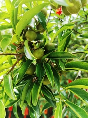 Diospyros