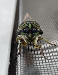 Neotibicen linnei