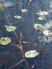 Nuphar lutea