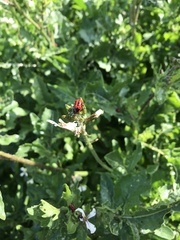 Chrysomelidae