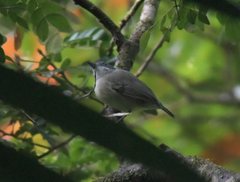 Dysithamnus mentalis