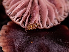 Oniscidea