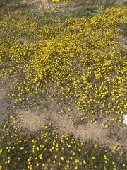 Potentilla verna