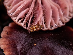 Oniscidea