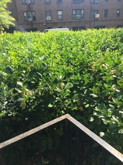 Euonymus japonicus