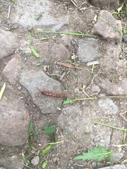 Lithobiomorpha