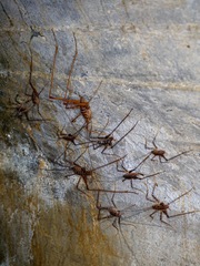 Pachyrhamma acanthocerum