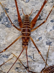 Pachyrhamma acanthocerum