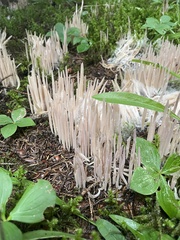 Clavaria fragilis