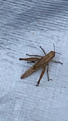 Dichromorpha viridis