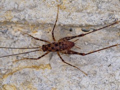 Macropathinae
