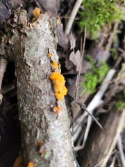Dacrymyces chrysospermus