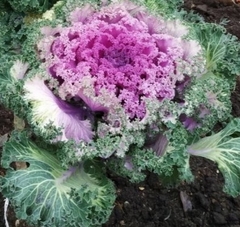Brassica oleracea acephala