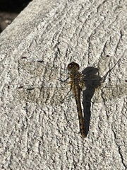 Sympetrum