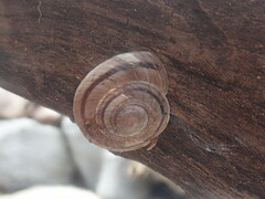 Oreohelix