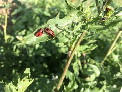 Chrysomelidae