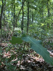 Asclepias amplexicaulis