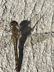 Sympetrum