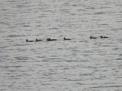 Histrionicus histrionicus