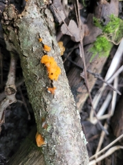 Dacrymyces chrysospermus