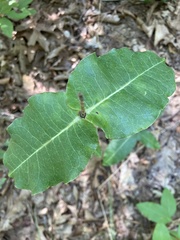 Asclepias amplexicaulis
