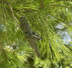 Anacridium aegyptium