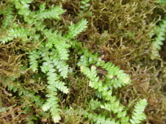 Selaginella