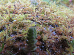 Triquetrella papillata