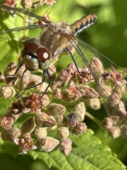 Sympetrum
