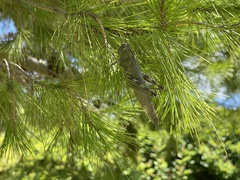 Anacridium aegyptium