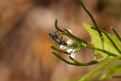 Oedemeridae