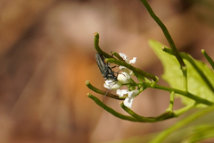 Oedemeridae