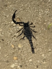 Heterometrus thorellii