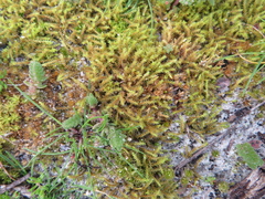 Triquetrella papillata