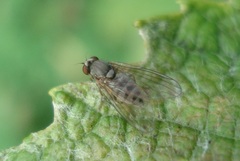 Protoclythia modesta