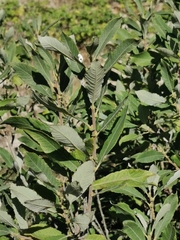 Salix cinerea