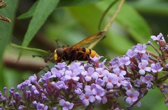 Volucella zonaria