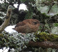 Troglodytes pacificus