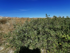 Salix cinerea