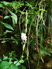 Strobilanthes henryi