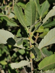 Salix cinerea