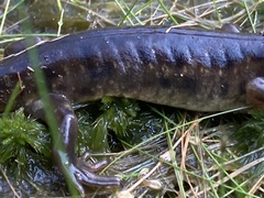 Ambystoma tigrinum