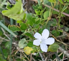 Ruellia prostrata