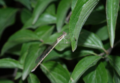 Sympecma fusca