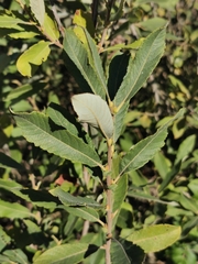 Salix cinerea