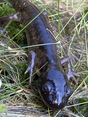 Ambystoma tigrinum