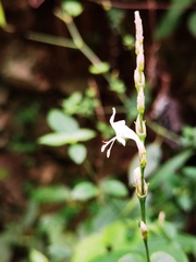 Strobilanthes henryi