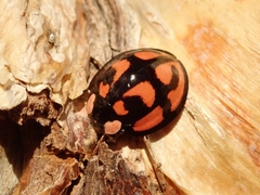 Aiolocaria hexaspilota