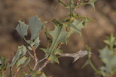 Hakea auriculata